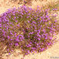 Sapinho-roxo-das-areias // Red Sandspurry (Spergularia rubra)