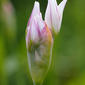 Alho-bravo; Alho-de-marrocos (Allium massaessylum)
