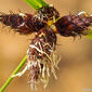 Triângulo; Junquilho-dos-salgados // Cosmopolitan Bulrush (Bolboschoenus maritimus)