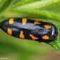 Escaravelho // Metallic Wood-boring Beetle (Ptosima undecimmaculata)