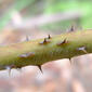 Molucca Bramble stem