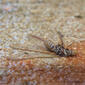 Rhinotermitidae Subterranean termite winged Alate DSCF7044