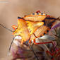 Percevejo // Bug (Carpocoris fuscispinus)