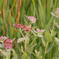 Rosy Camphorweed (Pluchea baccharis formerly P. rosea)