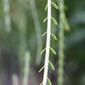 Parkinsonia aculeata (Fabaceae) - leaf - whole upper surface