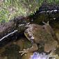 Cane Toad Kauai