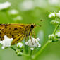 Bush Hopper Ampittia dioscorides Bangalore.jpg