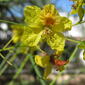 Parkinsonia aculeata