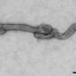 Bourbon virus filament (EID 2015 Fig 2a).jpg