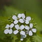 Alliaria petiolata (Brassicaceae) - inflorescence - frontal view of flower