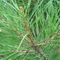 Tortoise Pine Scale 1.JPG