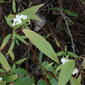 Ageratina riparia leaf5 (15221220676).jpg