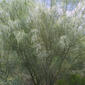 Parkinsonia aculeata (Fabaceae) - whole tree (or vine) - general