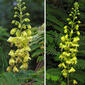 Caesalpinia decapetala--  Mysore Thorn